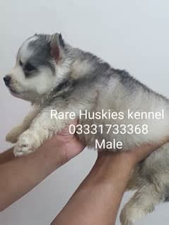 Dogs for Sale in Islamabad .